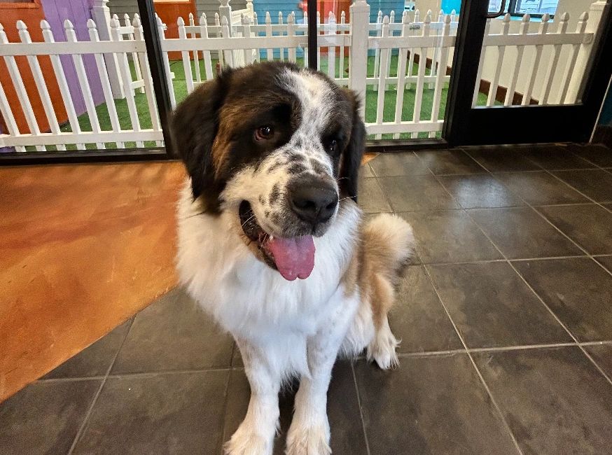 Dog daycare at Woof Resorts