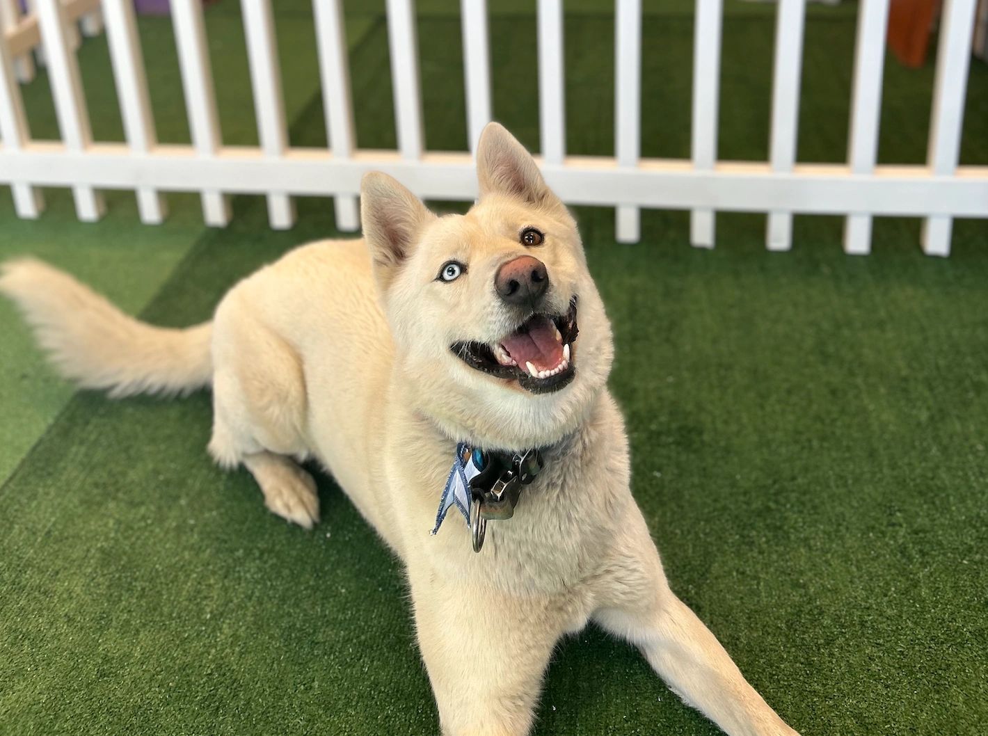 Dog grooming at Woof Resorts spa