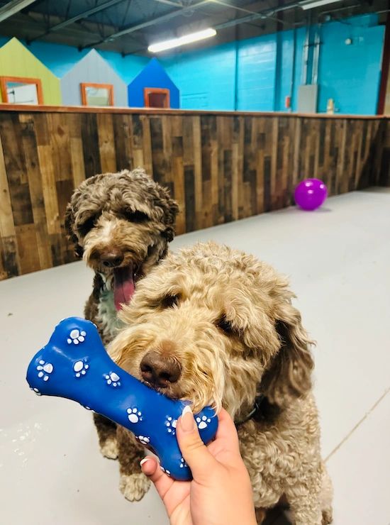 Happy dogs playing at Woof Resorts daycare