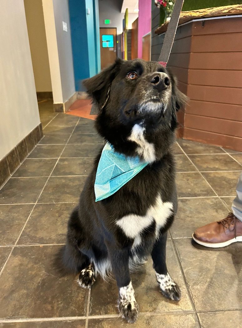 Cozy dog boarding facility at Woof Resorts