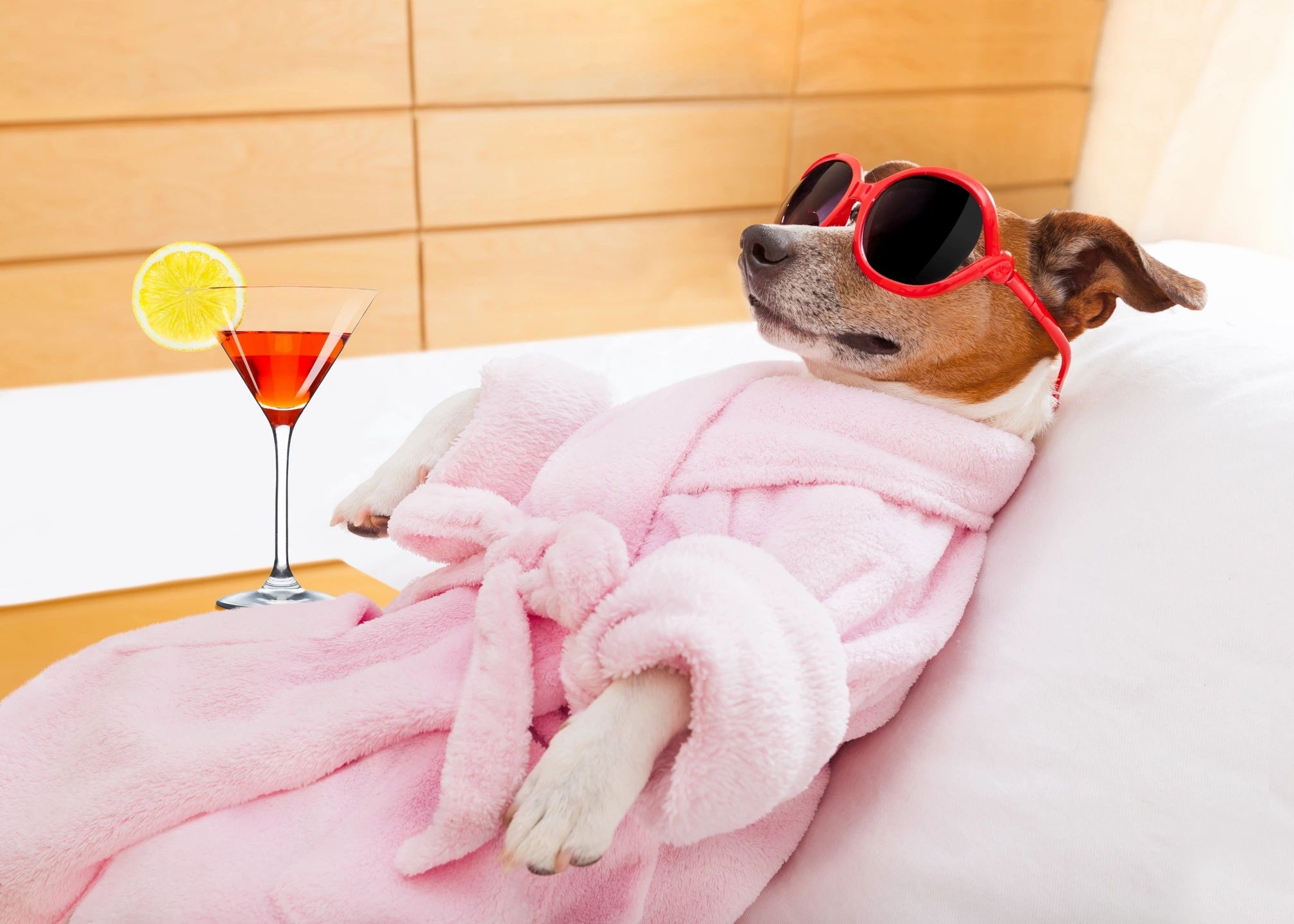 Professional dog grooming at Woof Resorts spa