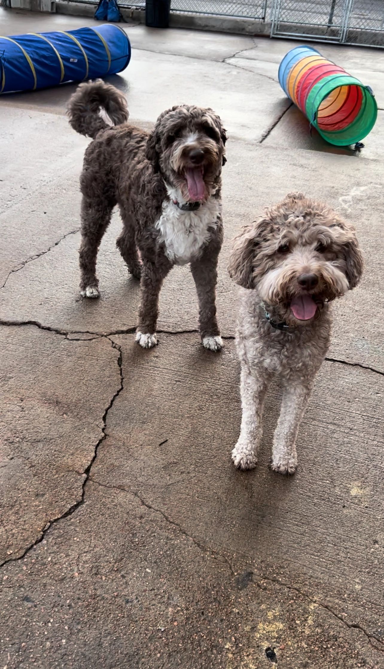 Dogs playing outdoors at Woof Resorts