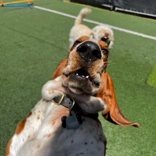 Dogs enjoying playtime at Woof Resorts